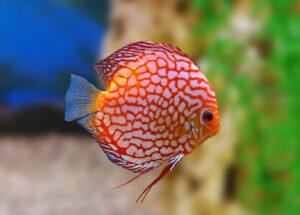 Дискус Голубиная кровь – гибрид, выведенный на территории Таиланда. Для получения скрестили красного туркиса и бирюзовую особь. Результатом такого решения стала белоснежная рыбка с волнистыми полосами красного цвета. Получаемое потомство по внешнему виду напоминает производителей. Еще одно название – дискус пиджен.