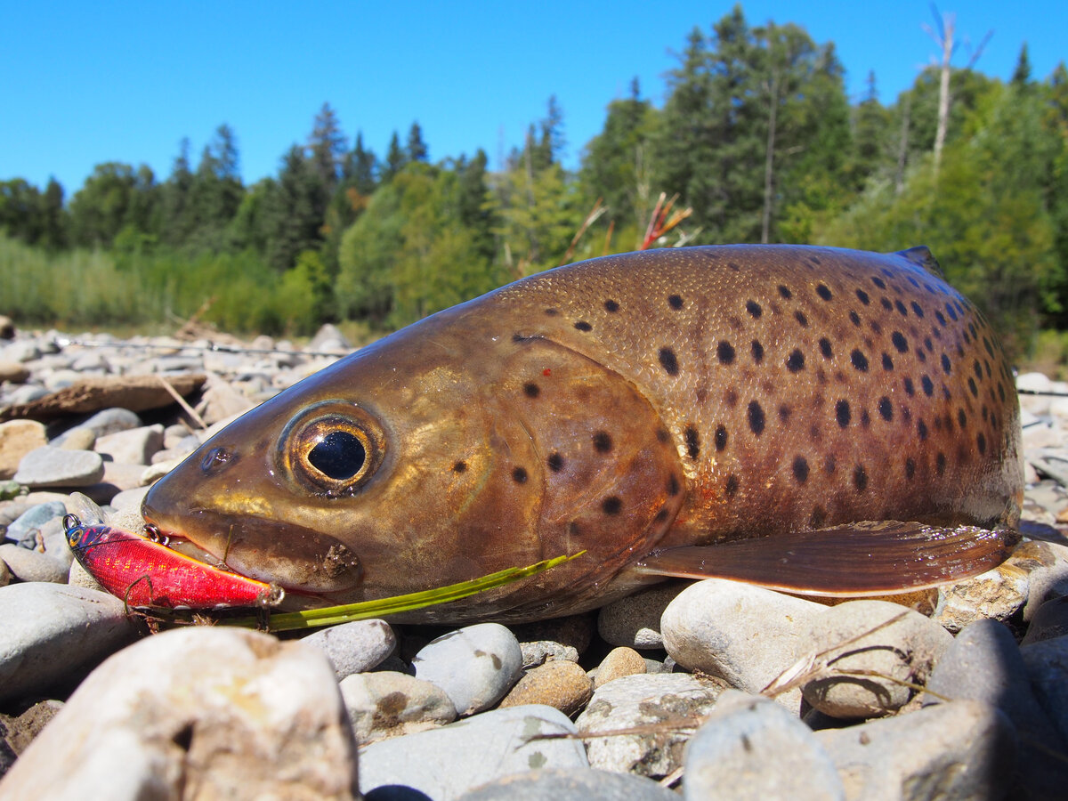 Ленок, пойманный на D-Contact