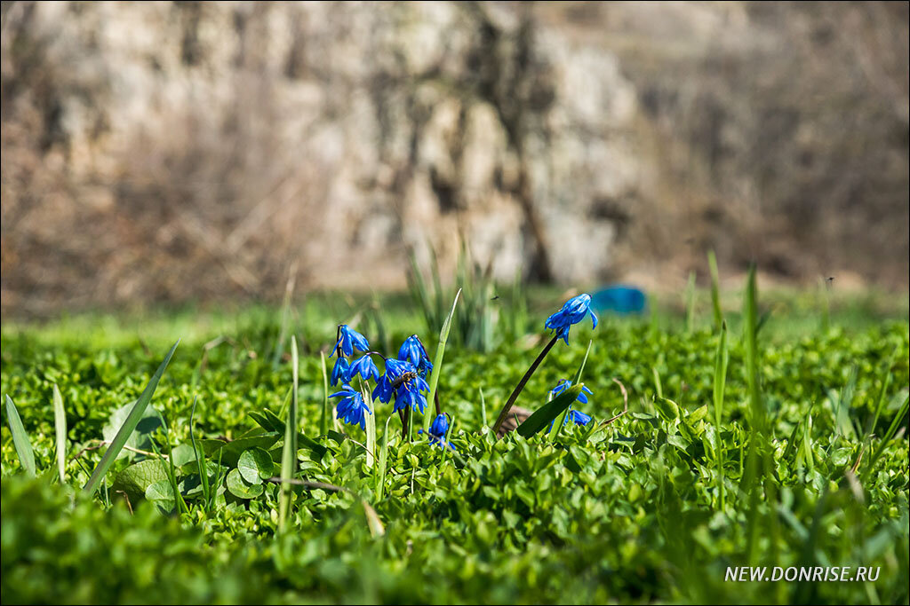 Пролеска сибирская