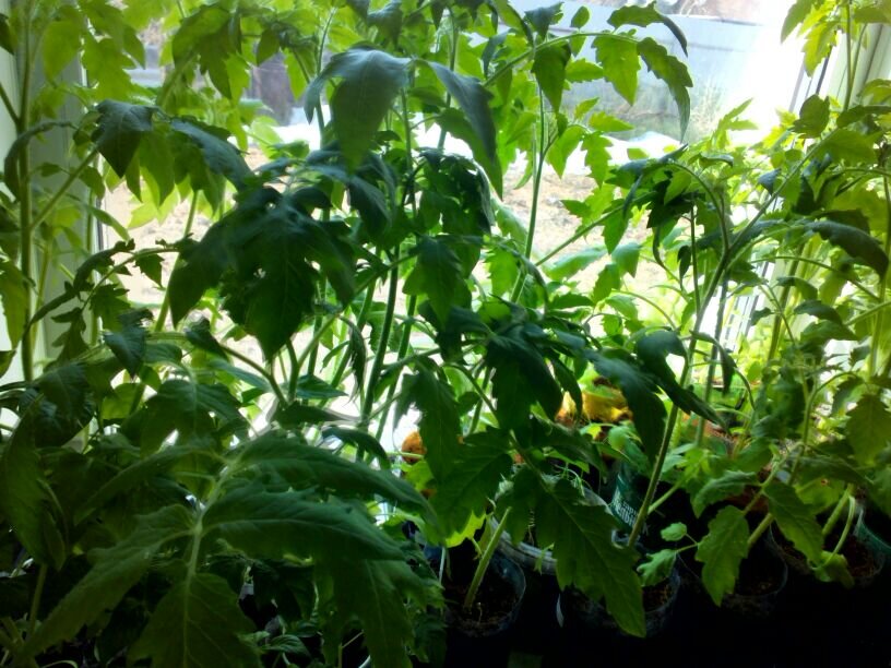 Рассада томатов на 15 апреля