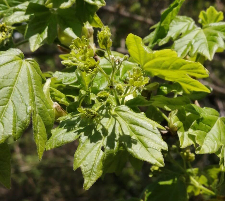 Цветущий клён