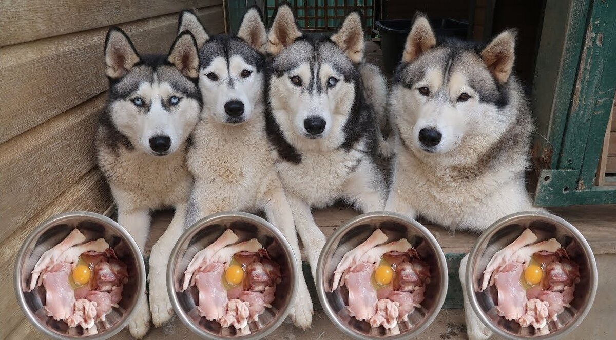 Сколько нужно есть собаке. Питание Сибирский хаски. Сибирский хаски рацион питания. Хаски малазиан. Еда для хаски.