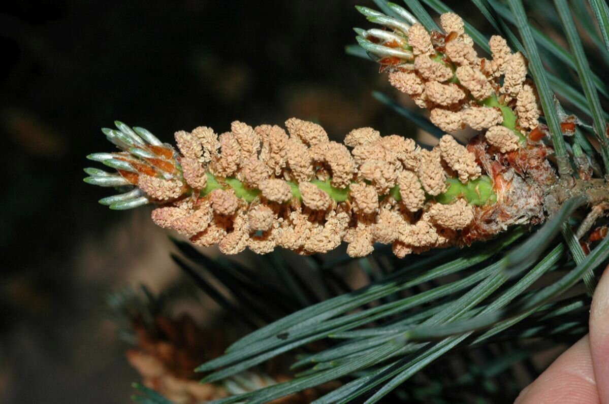 Приросты сосны. Pinus Sylvestris шишки. Сосновый вертун сосны обыкновенной. Пыльца шишки сосны обыкновенной. Pinus Sylvestris шишка.