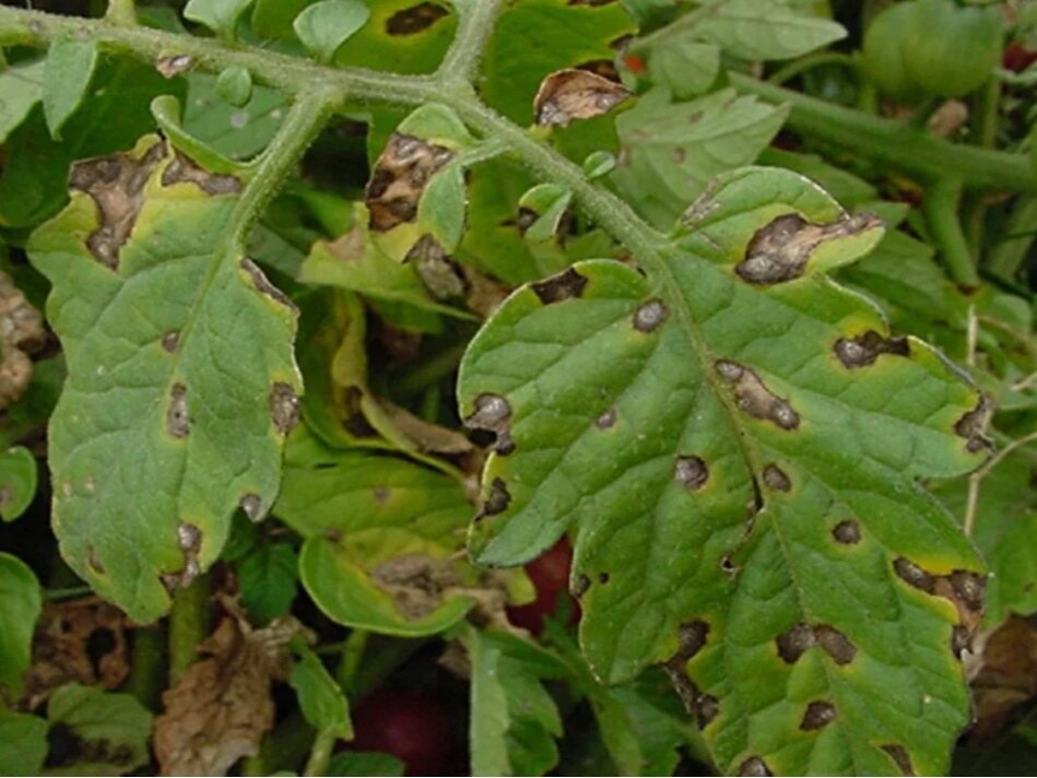 Фитофтора на листьях томата. Фото: dachniy-truzhenik.ru