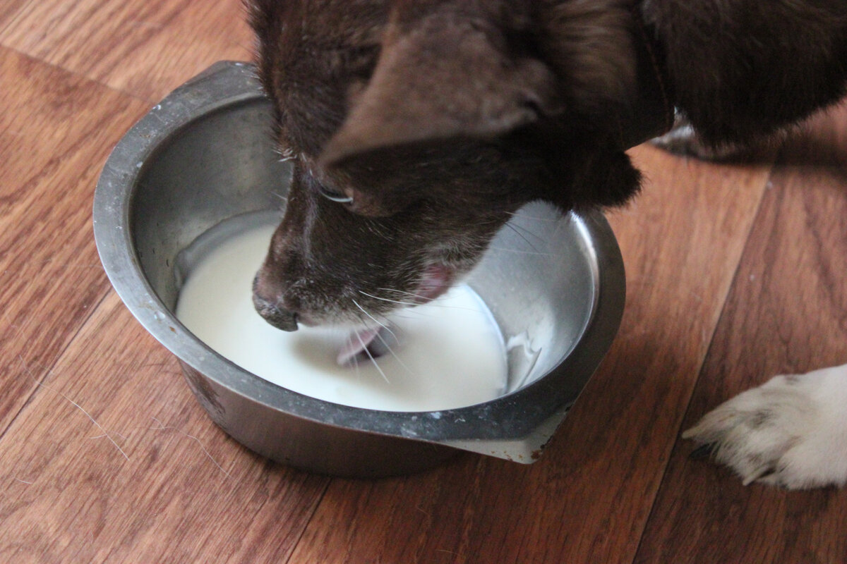 Луна, 6 лет, из всего что можно съесть она не съест разве что лимоны)) - фото из личного архива автора 