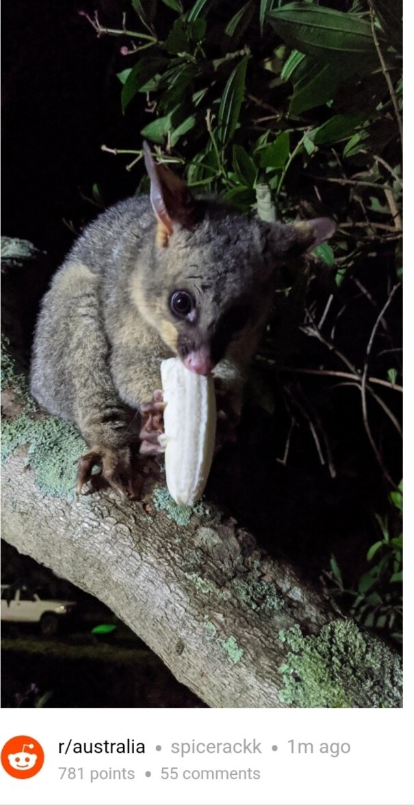 типичный австралиец. ферма кенгуру в австралии. жилище кенгуру. австралийцы с кенгуру. типичный австралиец.