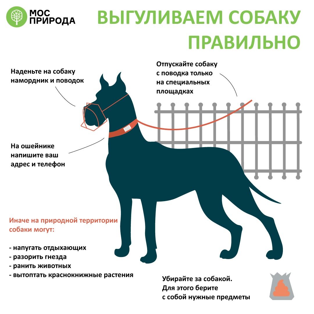 Как гулять с собакой в лесу, чтобы не нанести вреда природе – напоминает  Мосприрода | Природа Москвы | Дзен