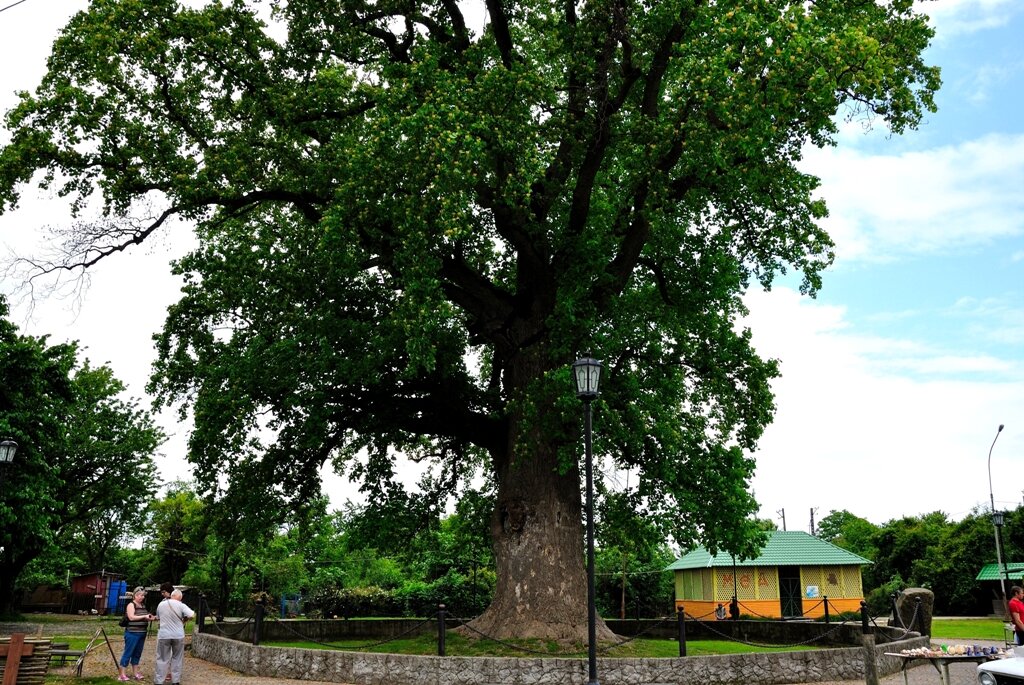 Тюльпанное дерево - Памятник природы в Сочи, поселок Головинка. Фото: bessochi - https://bessochi.livejournal.com/11334.html