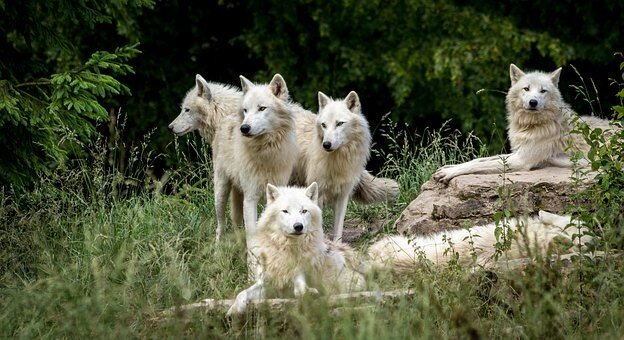 Особенно волки опасны в период с зимнего Николы, по Крещение Господне.