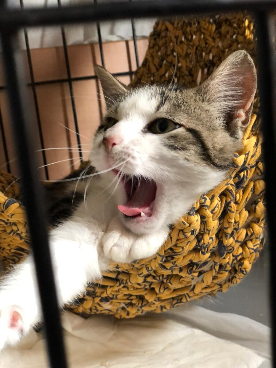 Котенок Гоша (5 месяцев)