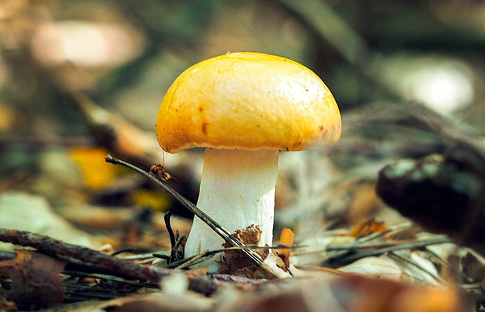 Например, такой