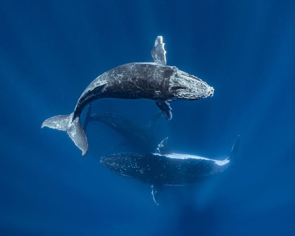 Шон Штайнигер, Тонга © Sean Steiniger, Ha‘apai Island Chain, Tonga