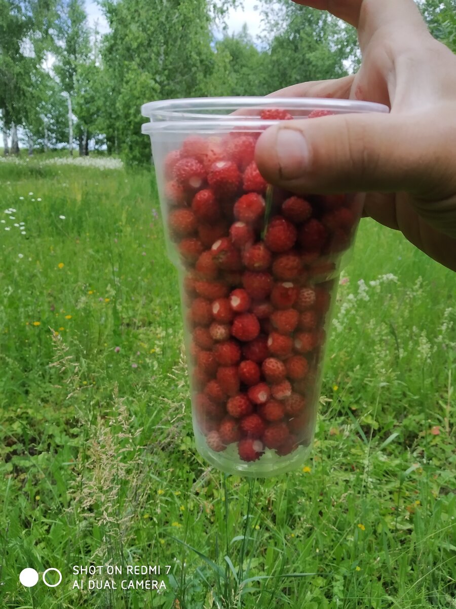 Сбор земляники летом 2020.