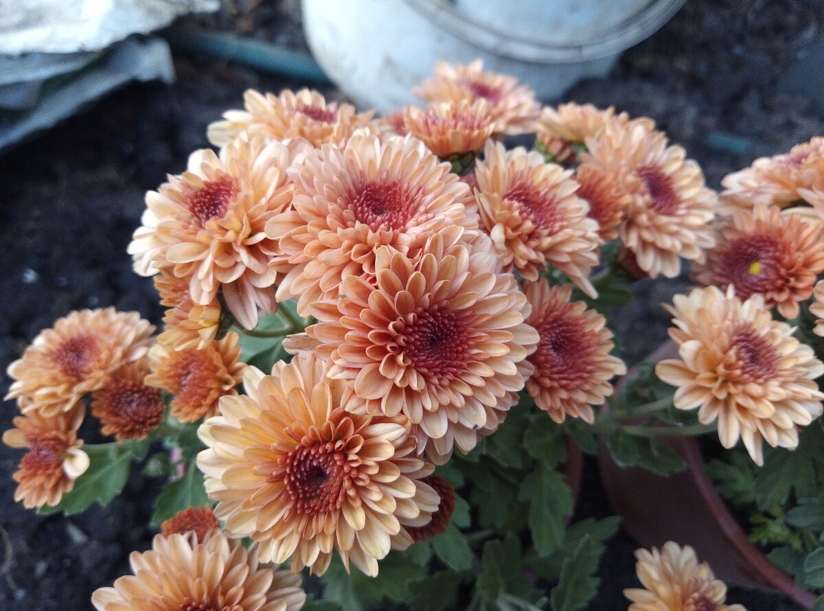 новинка "Персик"