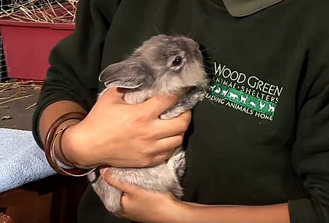 Ветеринарные препараты для болезни