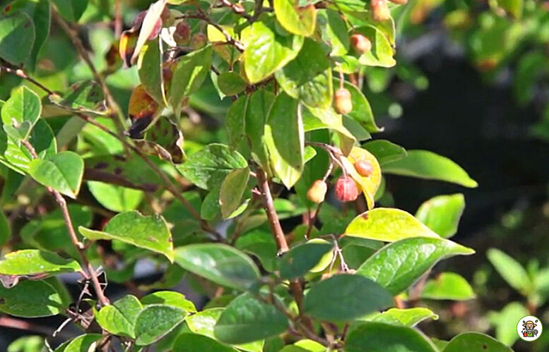 Кизильник блестящий