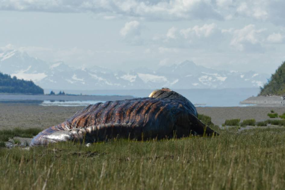 
SCP-682 вскоре после побега
из места содержания, всё ещё
восстанавливается после повреждения
кислотой 