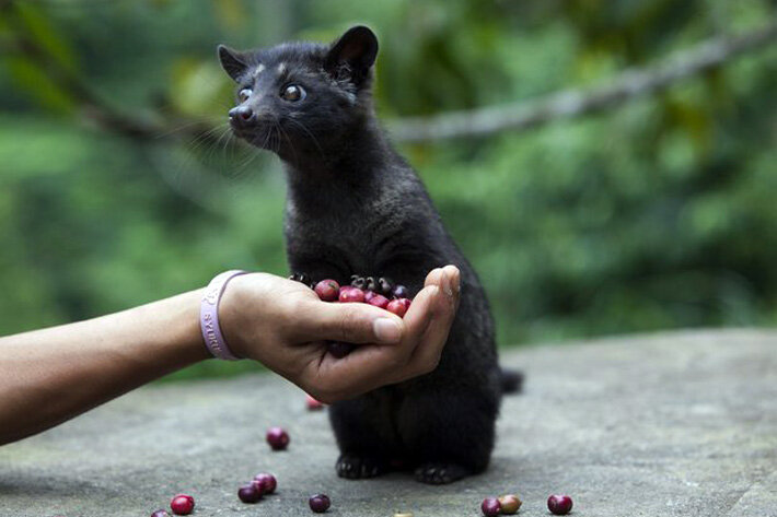 соучредитель производства