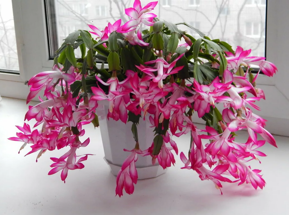 Декабрист дома на подоконнике