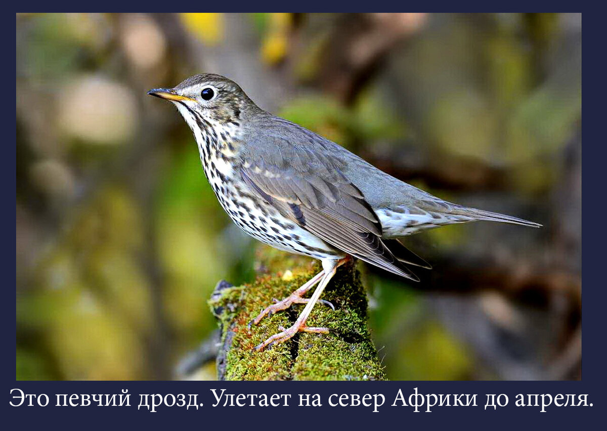 Как птицы узнают, в какую сторону лететь на юг? | Ботанство | Дзен