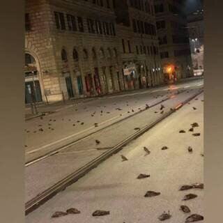 Массовая гибель птиц в Италии  - последствия салютов. источник СМИ