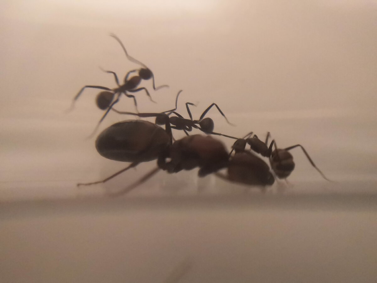 Моя колония Camponotus Nicobarensis 