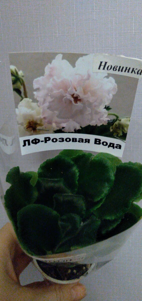 Купила такую детку фиалки. 
