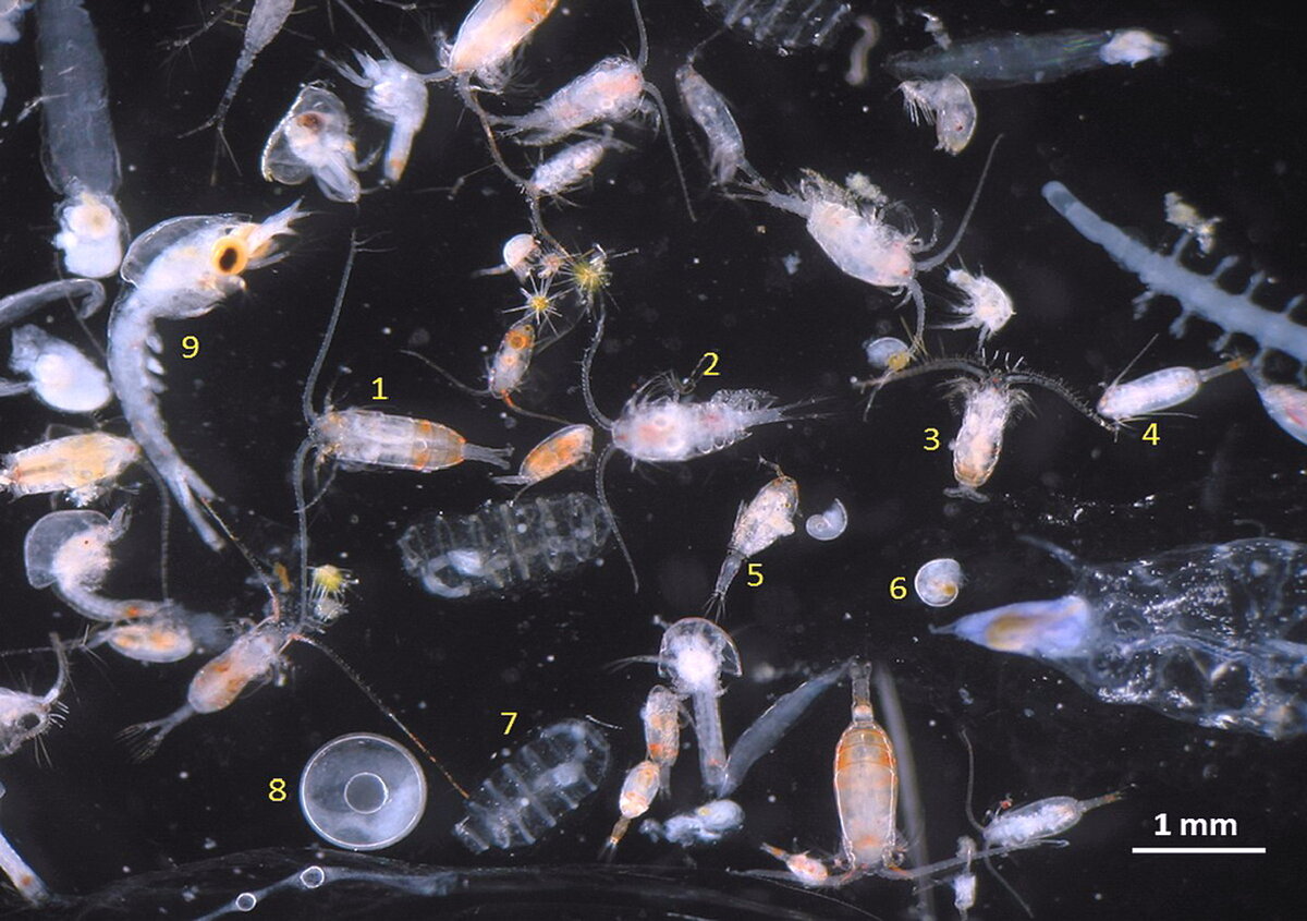 Экологическре описание личинок подёнок. Озерный планктон. Цепи питания. Фитопланктон зоопланктон пищевая цепь. Мелкие рыбы в экосистеме.