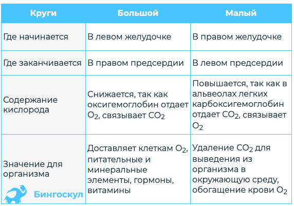 КРУГИ КРОВООБРАЩЕНИЯ