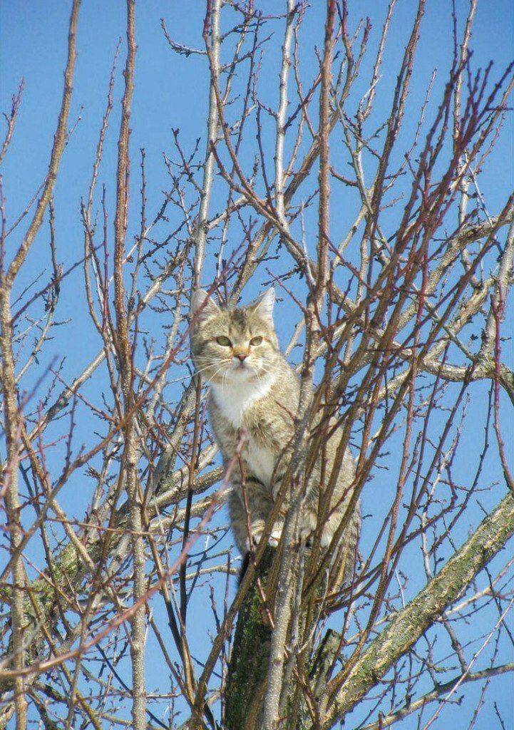 Коты прилетели. Фото Натальи Шемет, 2013