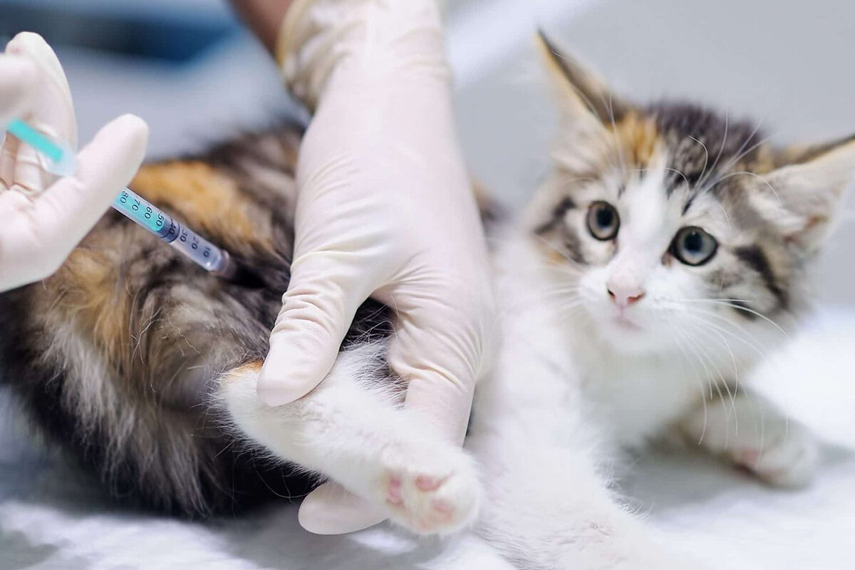 Бешенство животных кошек. Вакцинация животных. Вакцинация животных от бешенства. Домашние животные вакцинация. Укол животному.