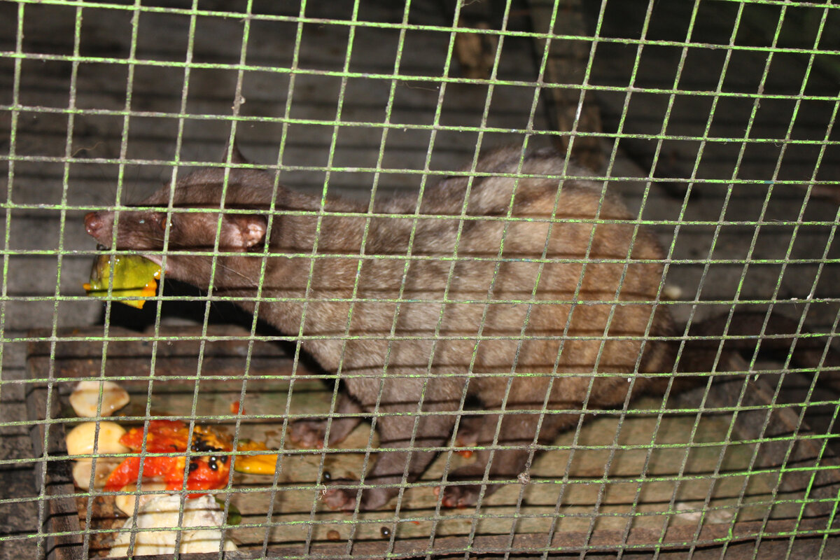 Зверек мусанг