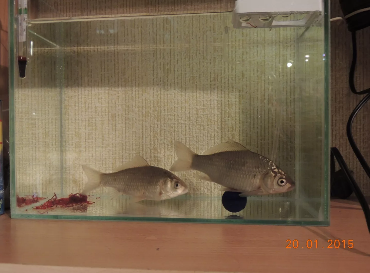 Питание и рацион