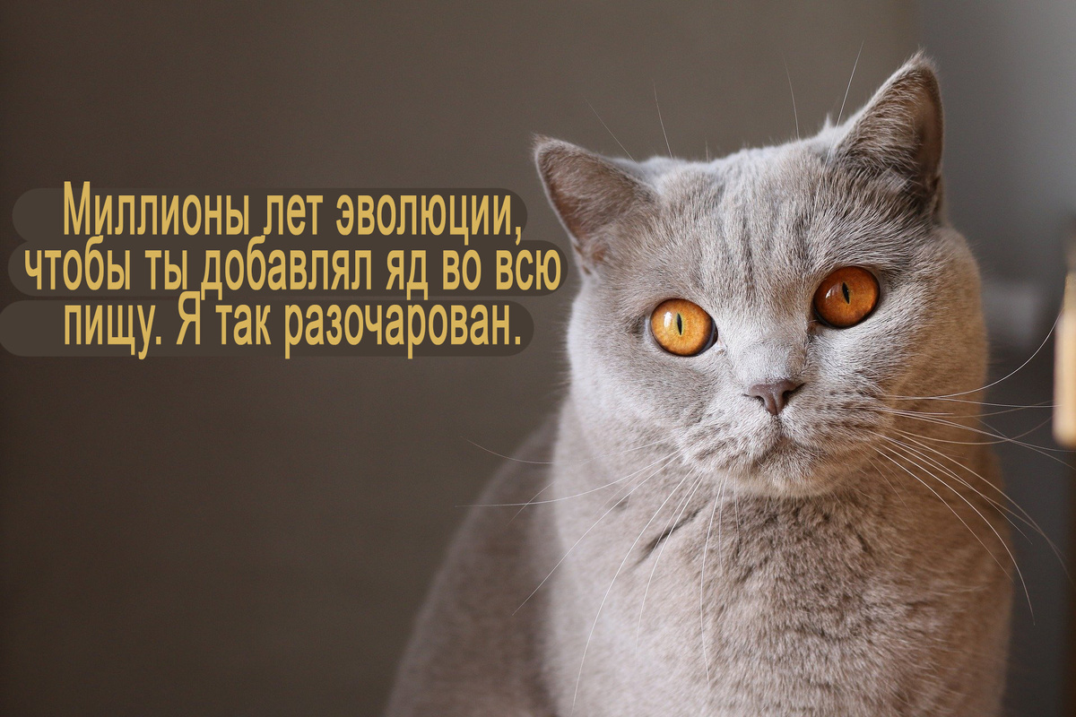 Источник Pixabay