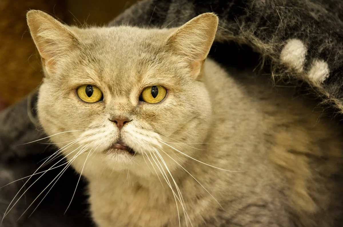 🐱Как поддерживать активность у пожилой кошки | Нос, хвост, лапы | Дзен