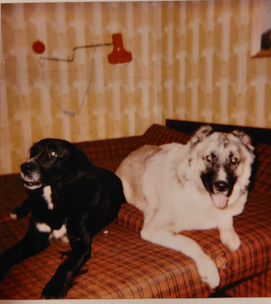 Роня и Зайка