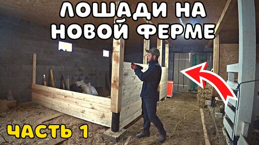 Лошади. Так ли опасно катание в парке, как о нём говорят? Разбор видео