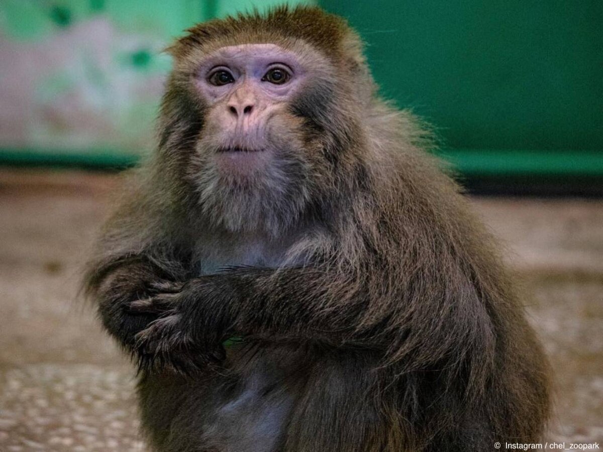 © Instagram / chel_zoopark