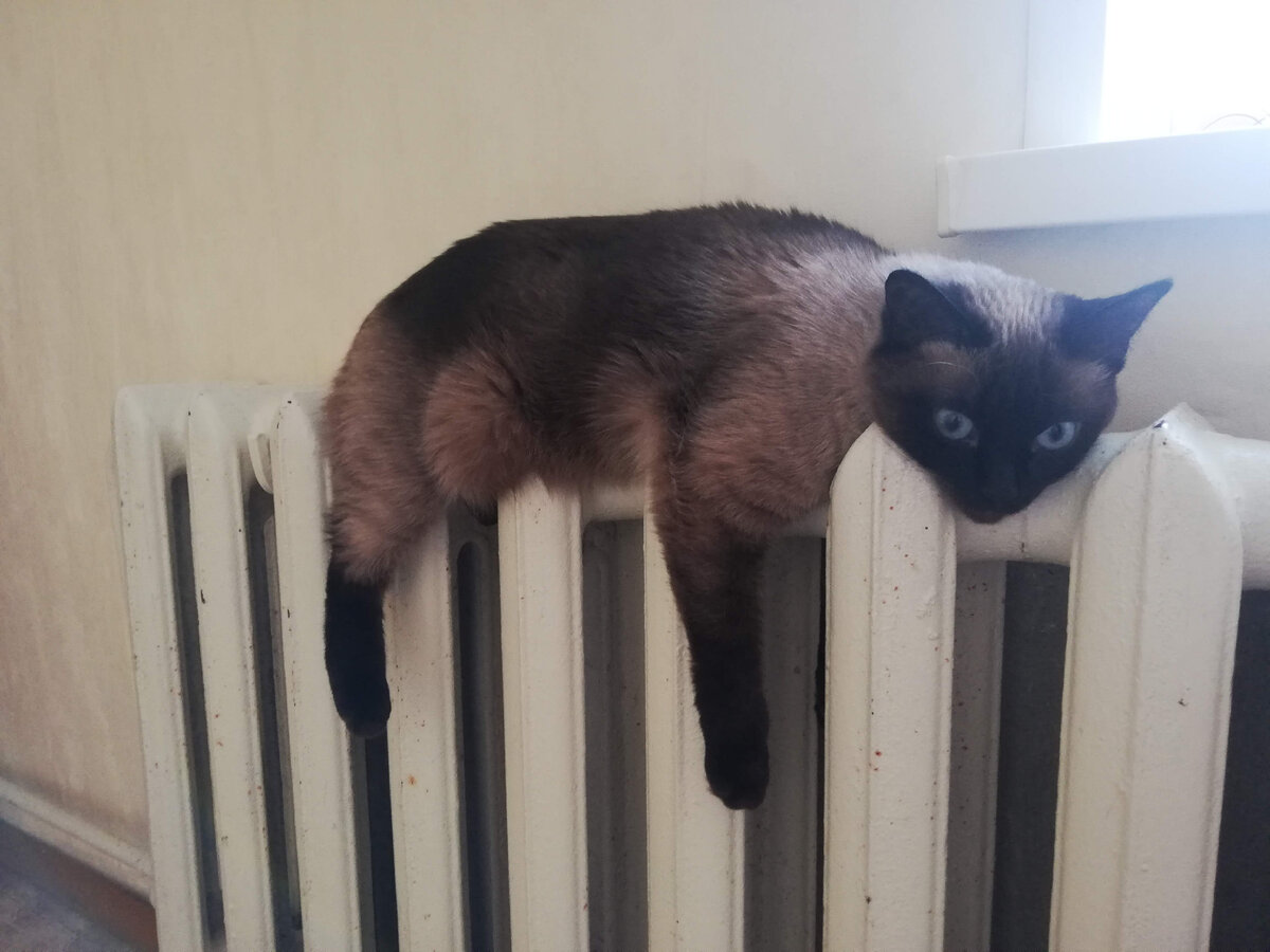 Котикам тоже бывает холодно 