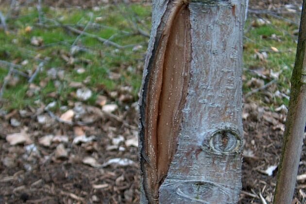 Чем отличается отлуп коры от морозобоины