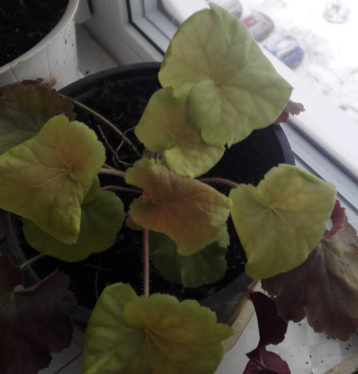 сорт 'Northern Exposure™ Amber' на подоконнике