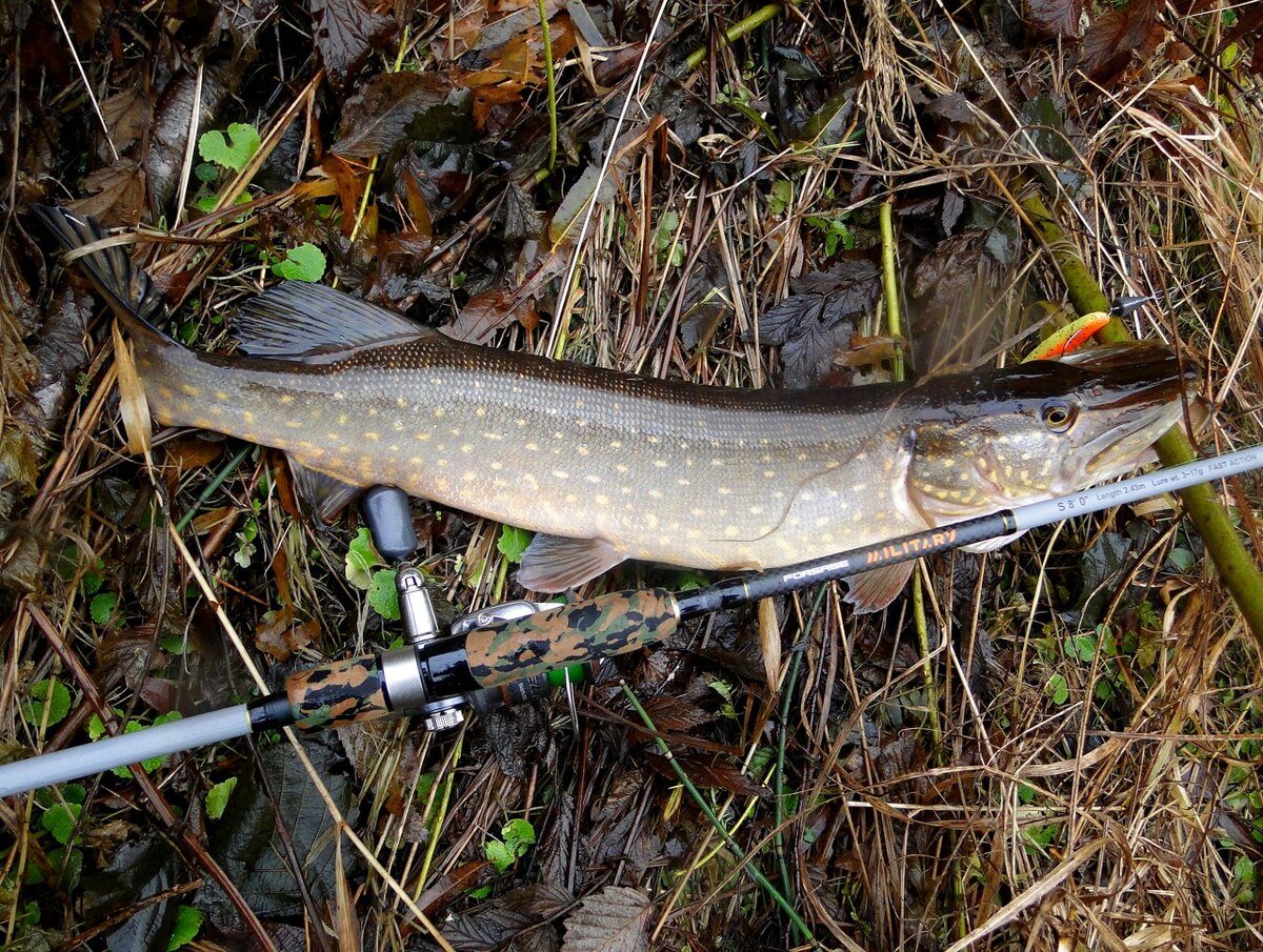Именно щучье мясо я использую при готовке котлет