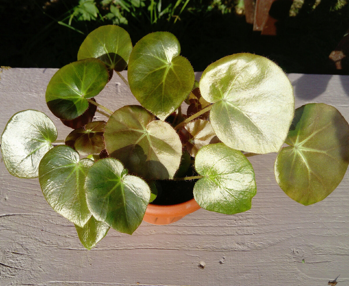 Моя бегония (Erythrophylla Feastii), выращенная из одного листочка. Фото автора.