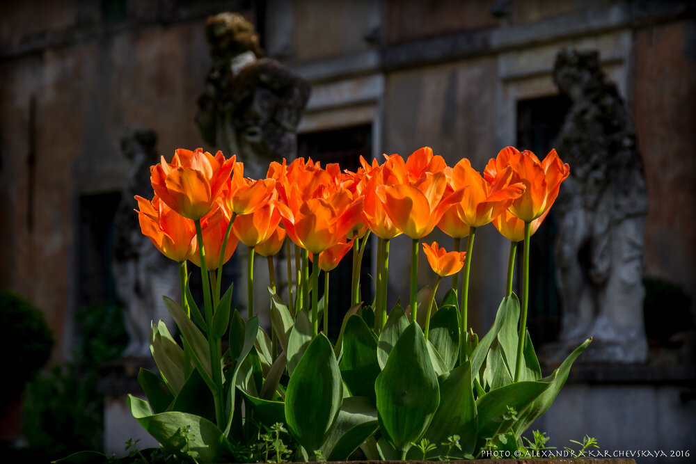 © Alexandra Karchevskaya / Flickr.com