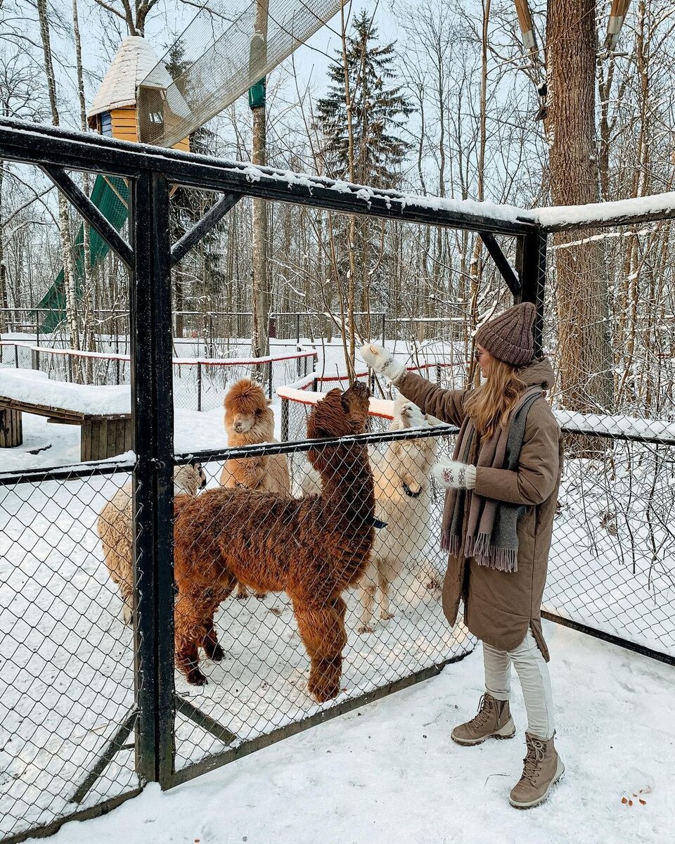 Альпак по кличке Ирис