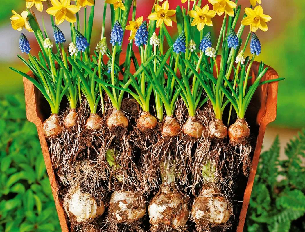 Яндекс.Картинки