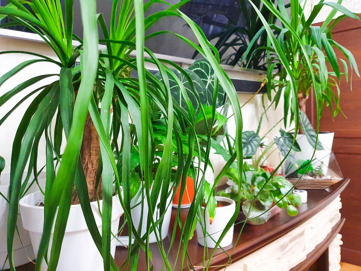 Немножко моих зарослей