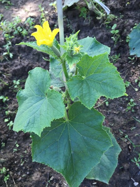 Вершкование огурца проявляется в июне, когда о заморозках уже забываешь. Растения просто не растут. Фото с сайта manul.ru