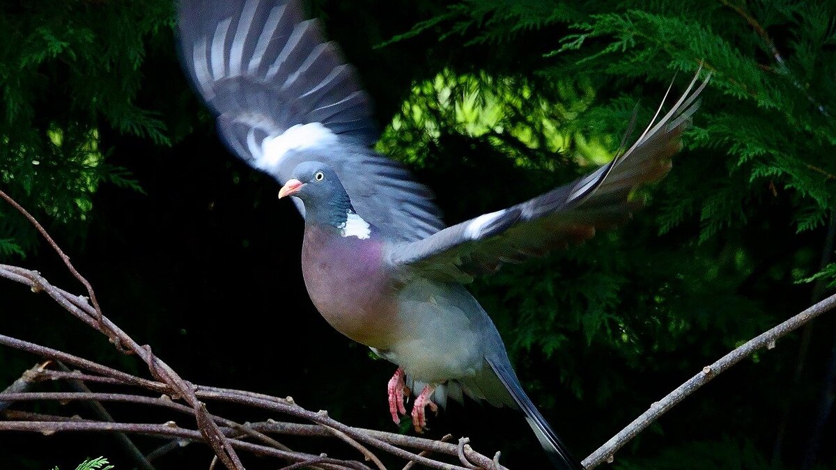 Картинка с бесплатного фотостока https://pixabay.com , автор Guyjass