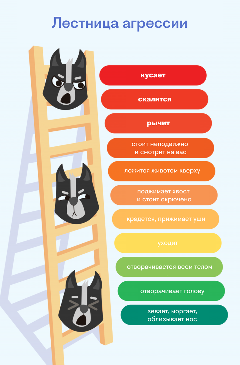 Лестница агрессии собак – описание сигналов, которые подает собака, находящаяся в состоянии стресса (К. Шепард)